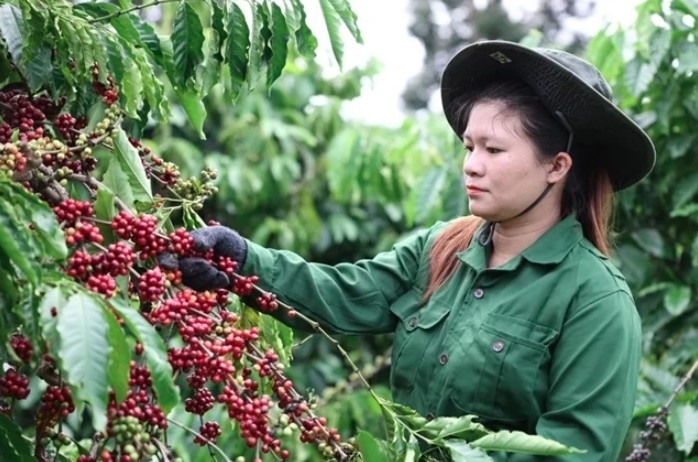 Vietnam’s coffee market share in traditional markets increases